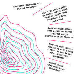 Organic 100% Turkey Tail Mushroom Concentrate Supplement 60 Servings