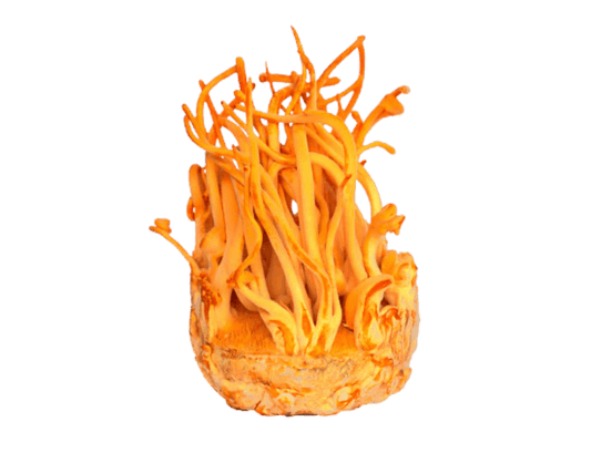 Best Mushroom For Energy? Oxygen? ATP? Immunity? What Can't Cordyceps Do?