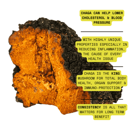 Best Mushroom For Immunity? Protection? Inflammation? Buy Chaga!