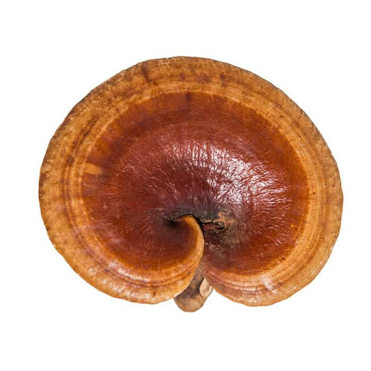 Discover the Powerful Benefits of Mushroom Tinctures: A Pure Approach to Mushroom Supplements