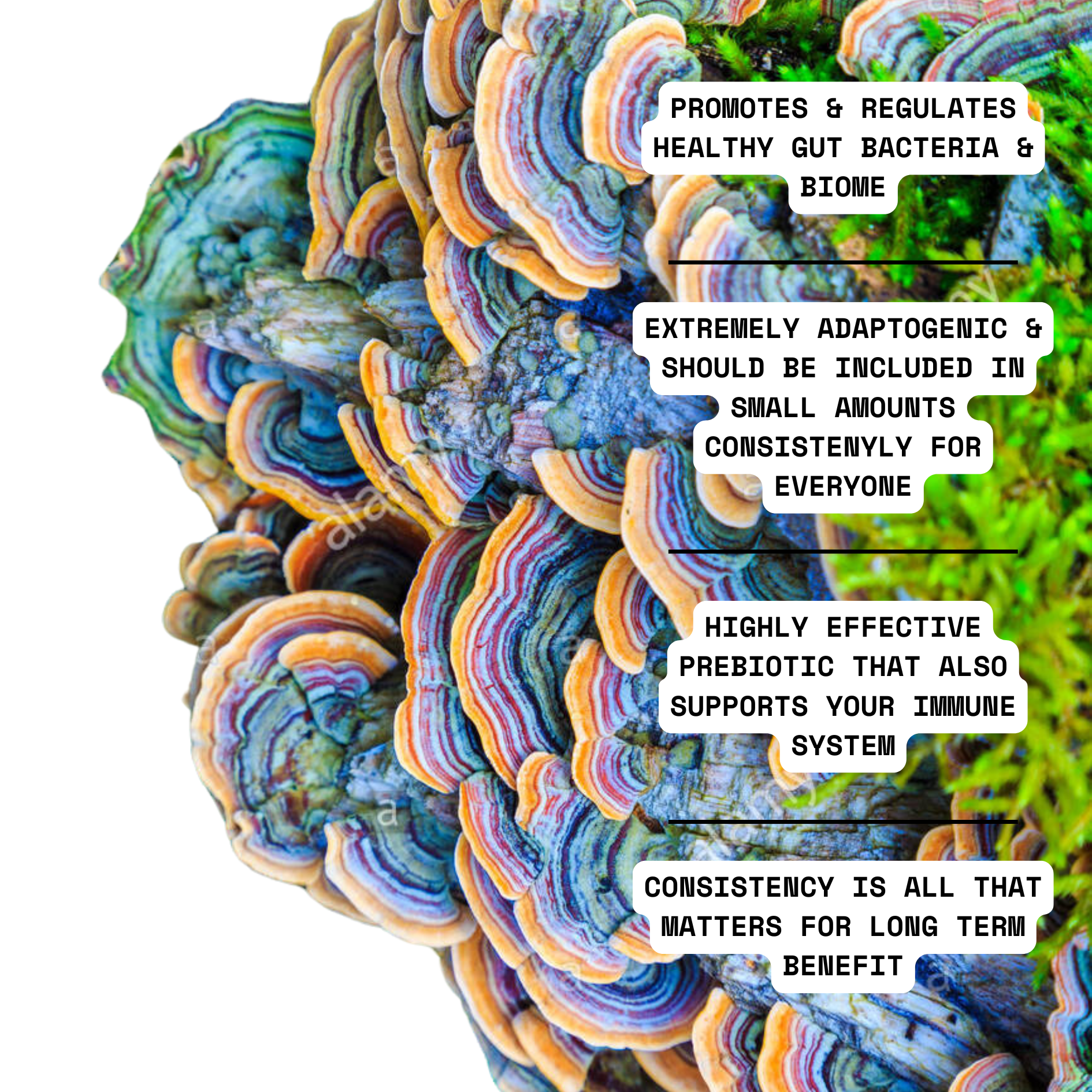 Organic 100% Turkey Tail Mushroom Concentrate Supplement 60 Servings