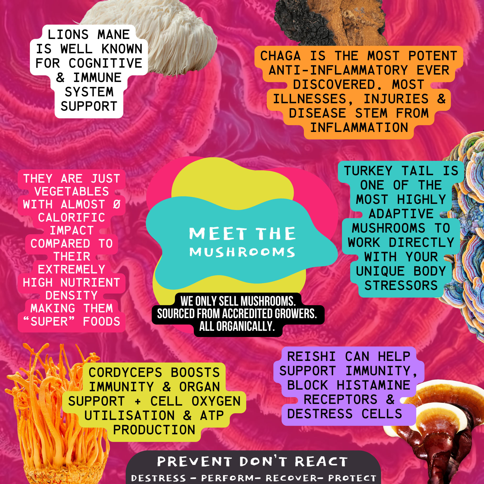 [22/102MINERALS] 5 Mushroom Supplement Concentrate- Health