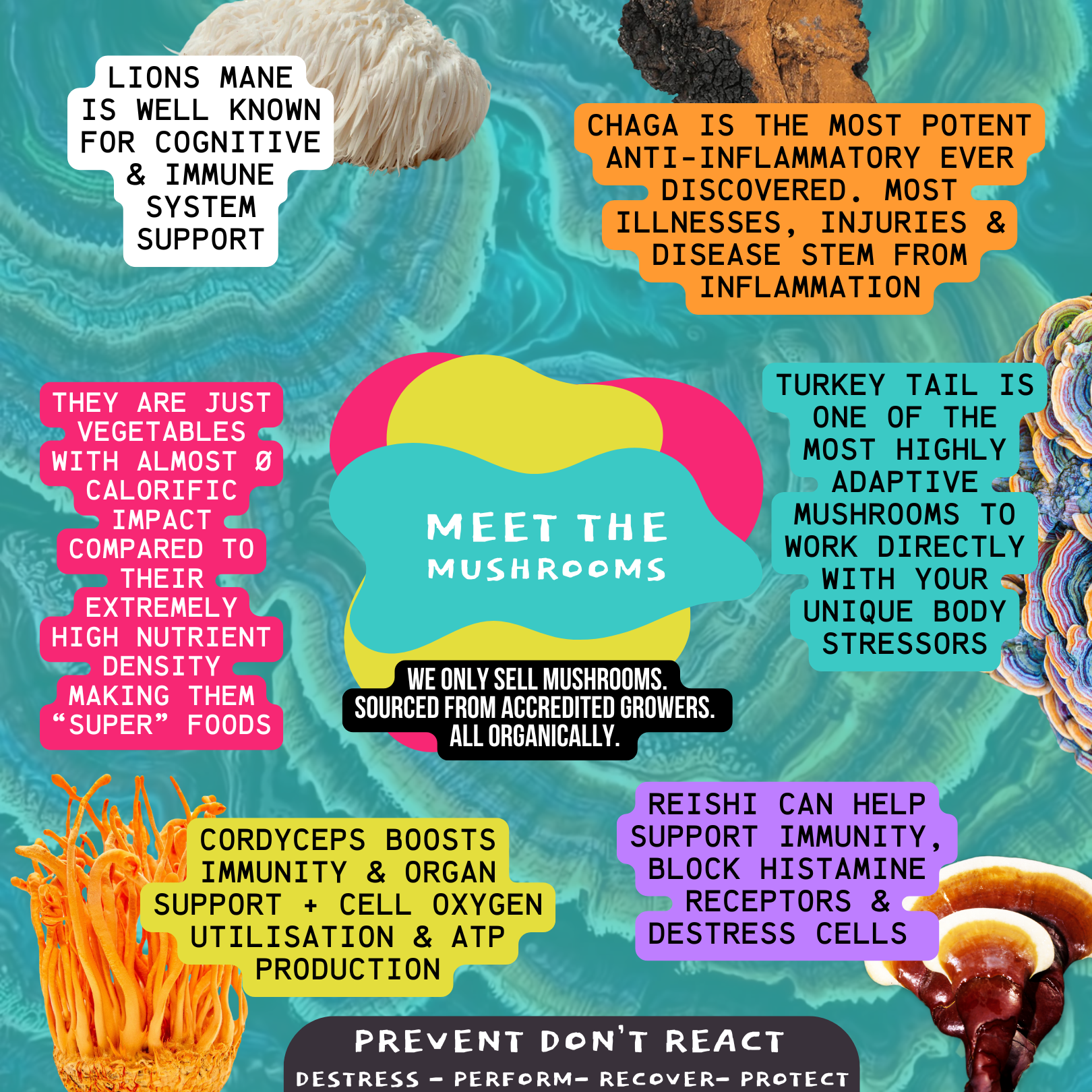 [18/102MINERALS] Mushroom Energy & Focus | Lions Mane & Cordyceps Supplement Concentrate