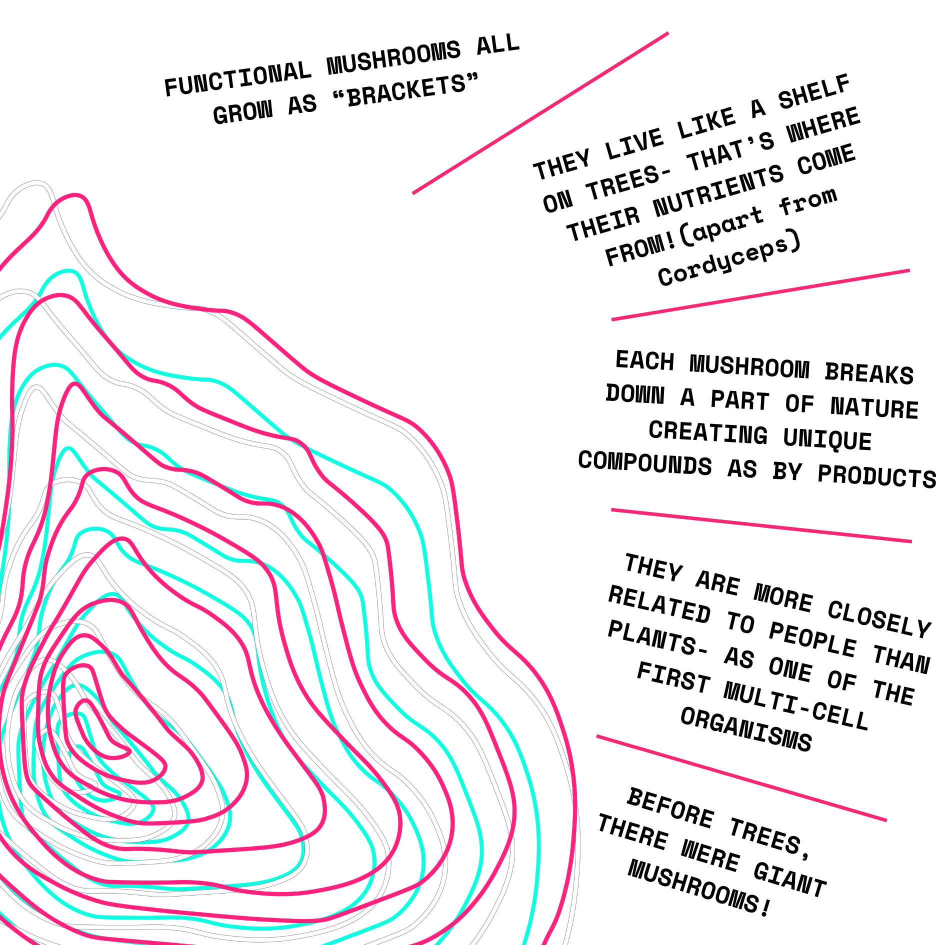 Organic 100% Reishi Mushroom Concentrate Supplement- 60 Servings