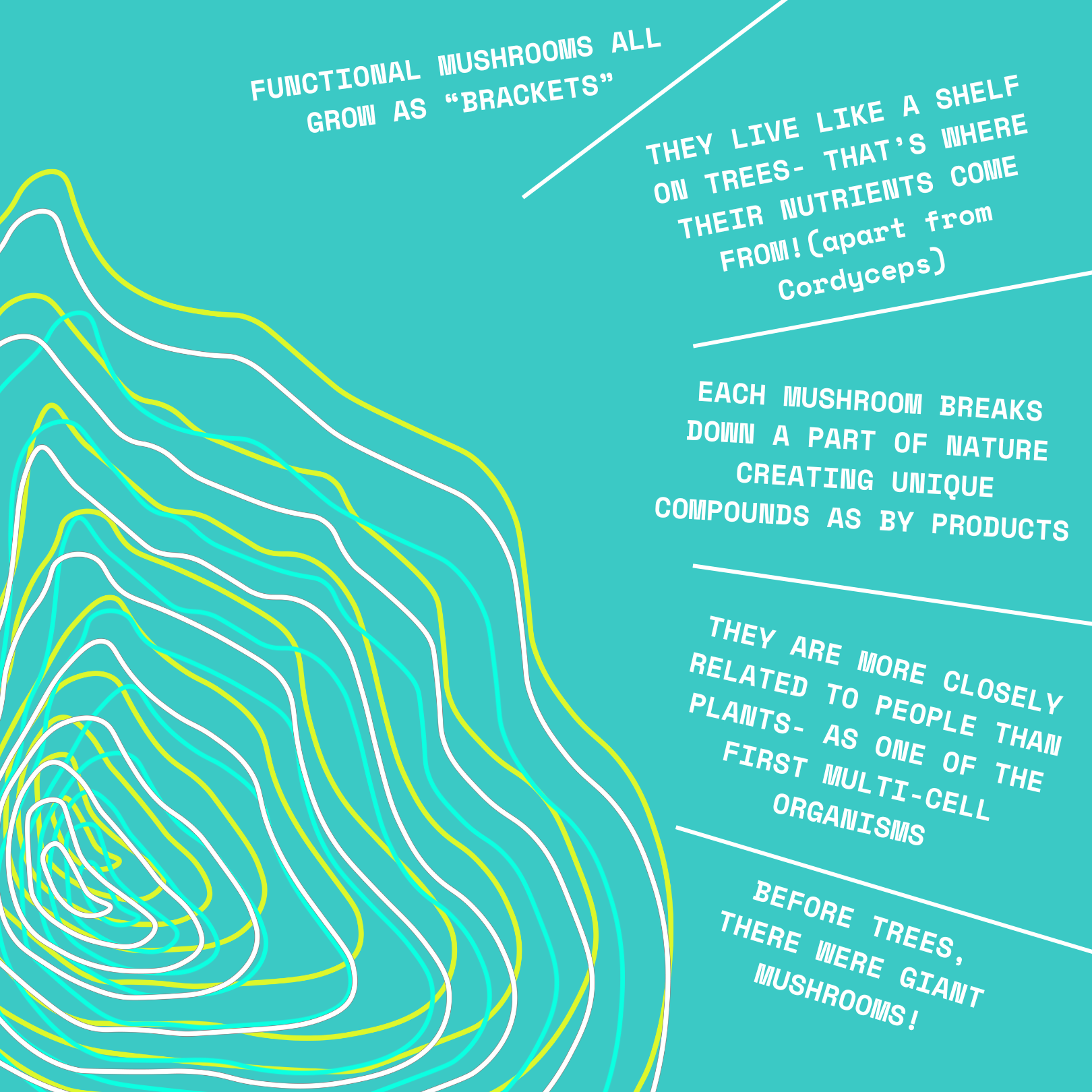 [18/102MINERALS] Mushroom Energy & Focus | Lions Mane & Cordyceps Supplement Concentrate